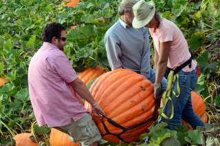 Giant Pumpkin From the Nipomo Pumpkin Patch